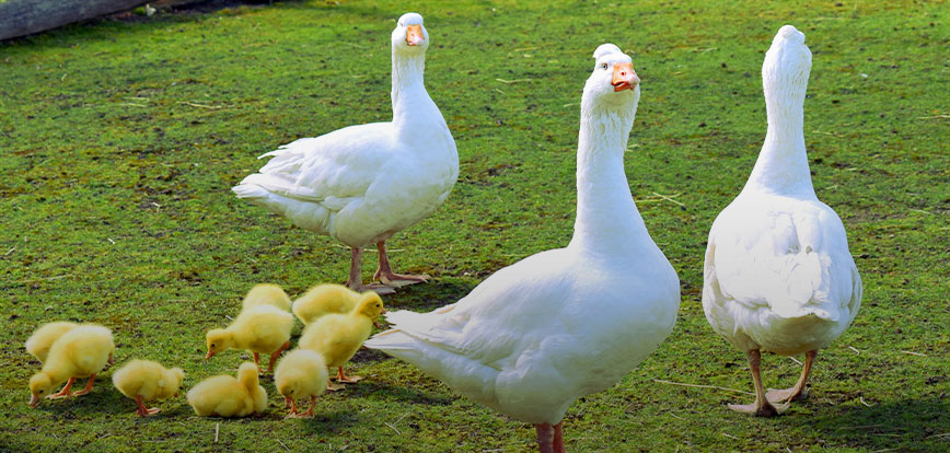Cría de patos y gansos