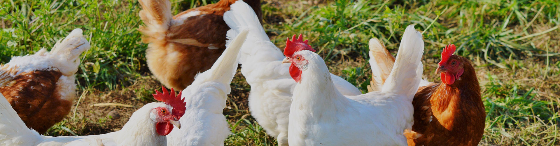 Aditivos para piensos de nutrición animal, vacuna contra la peste porcina porcina